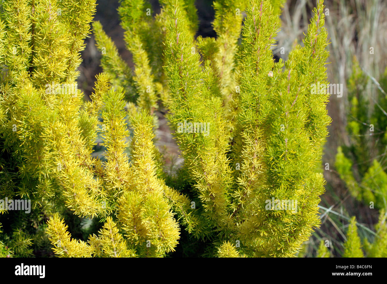 ERICA ARBOREA ALPINA ALBERTS GOLD Stockfoto