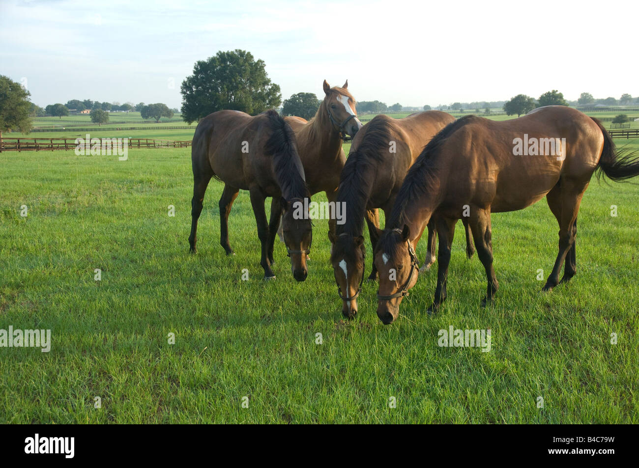 Vollblut Pferd Jährling Herde Stockfoto