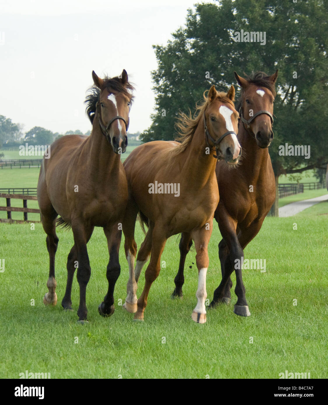 Vollblut Pferd Jährling Herde Stockfoto