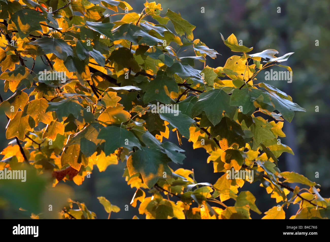 Buntes Herbstlaub von einer Pappel in Pine Mountain State Resort Park Stockfoto