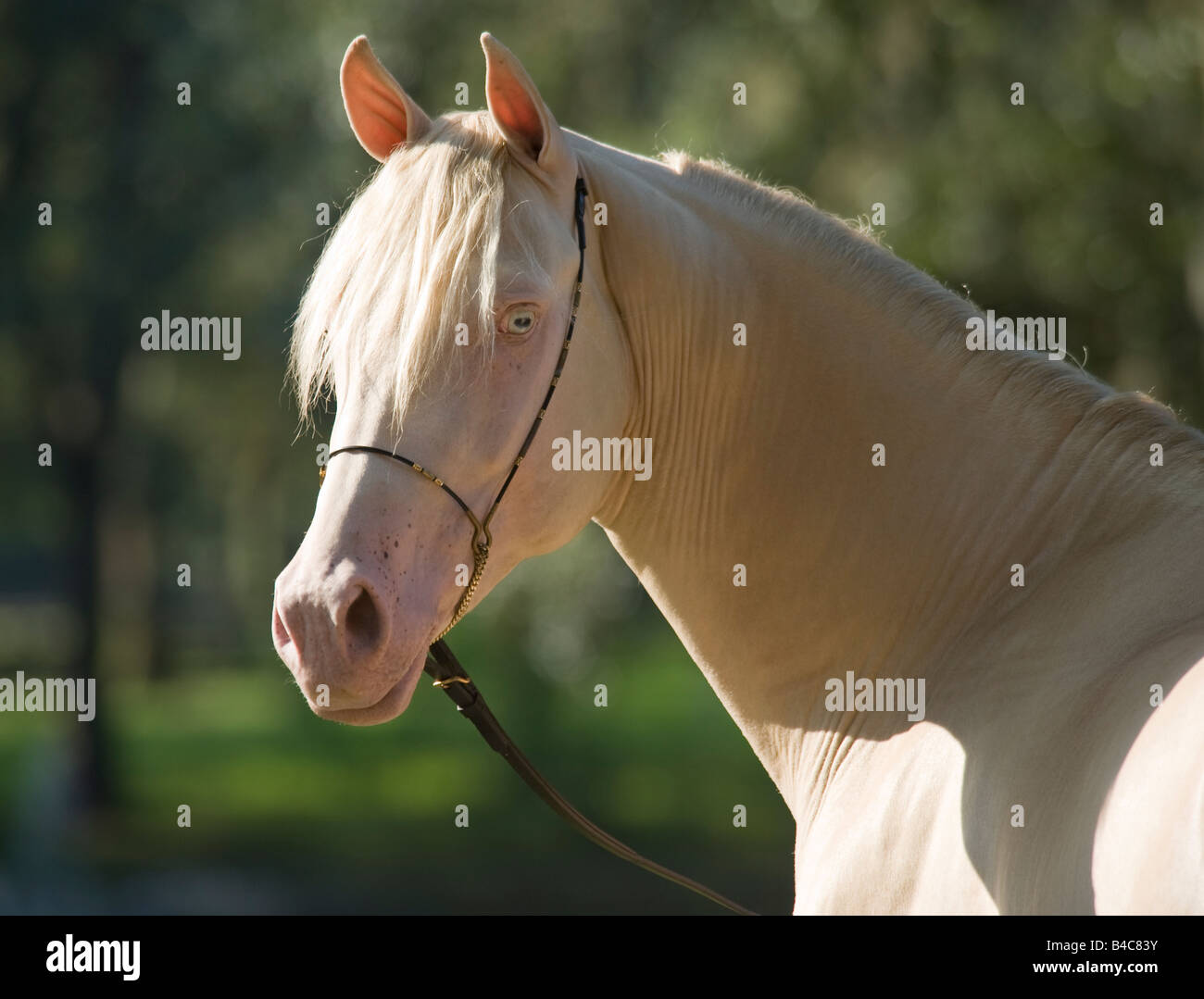 Palomino Morgan Horse Hengst Stockfoto