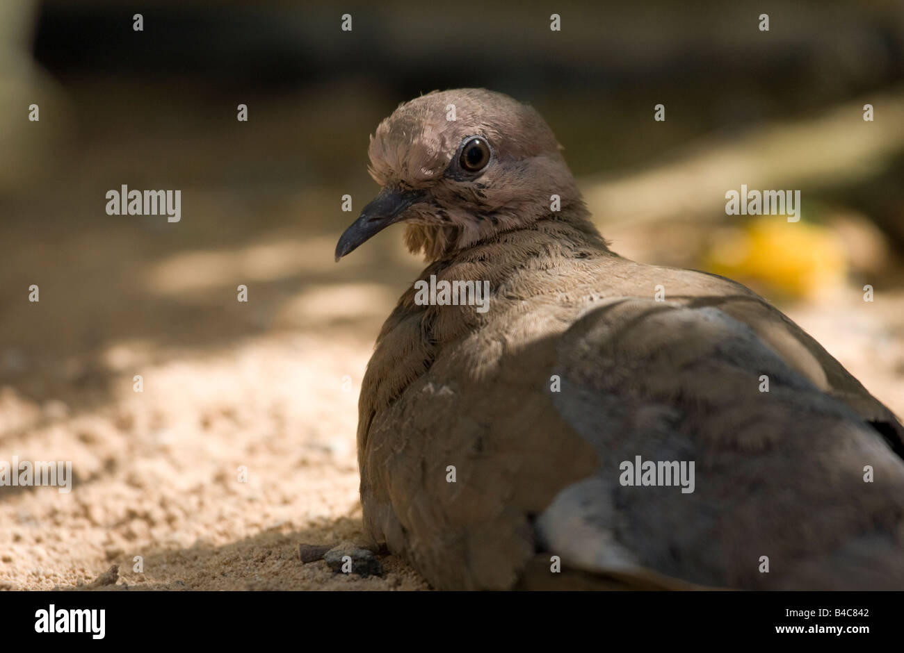 Vogel im Ruhezustand in Dubai Stockfoto