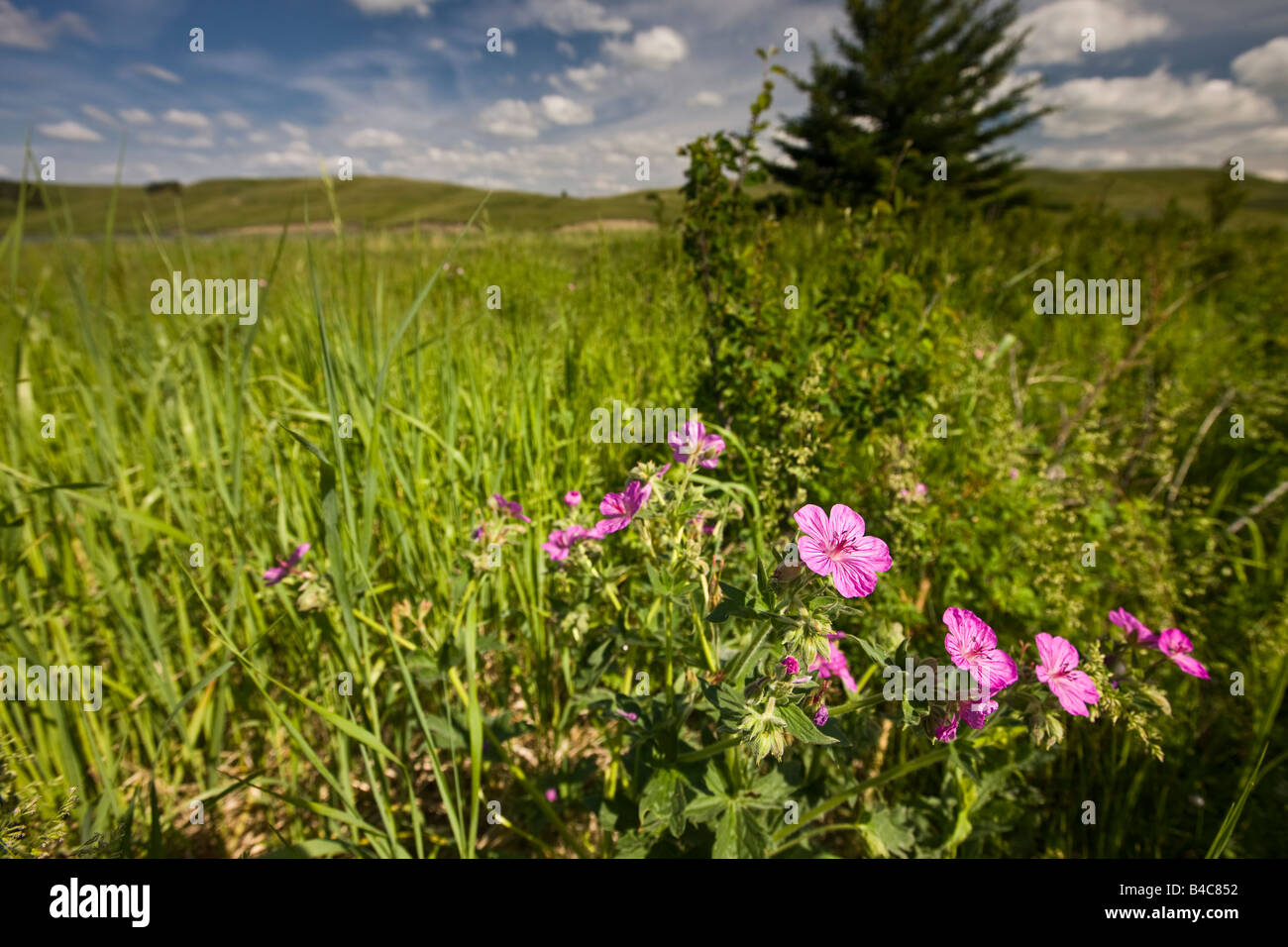 Wilde Blumen wachsen am Ufer des Elkwater Sees in der Stadt Elkwater, Cypress Hills Interprovincial Park, Alberta. Stockfoto