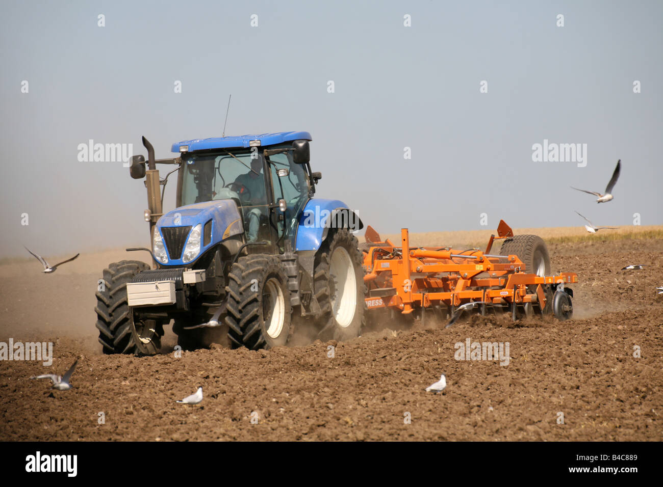 Krähen Krähen und Möwen folgen ein Traktors, wie es Felder pflügen nach der Ernte in der Nähe von Kedington in Suffolk Stockfoto