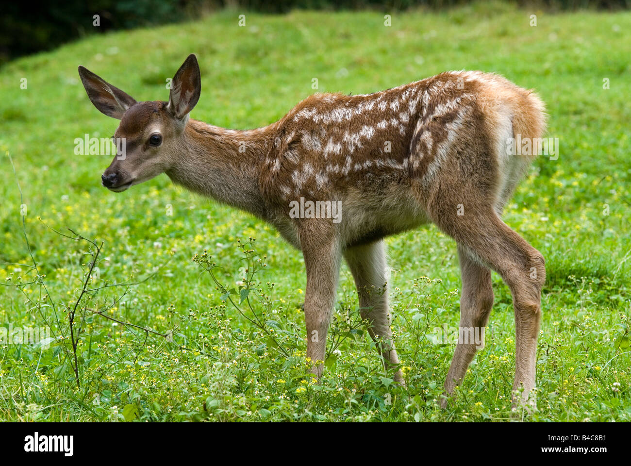 Rothirsch (Cervus Elaphus), fawn, stehend auf einer Wiese Stockfoto