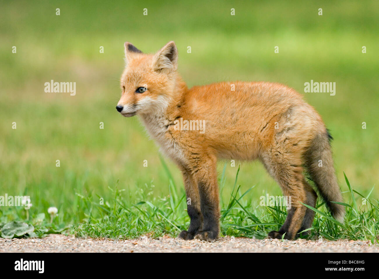 Rotfuchs Vulpes Fulva Savannah Portage State Park Aitkin County Minnesota USA 8 Juni unreifen Canidae Stockfoto