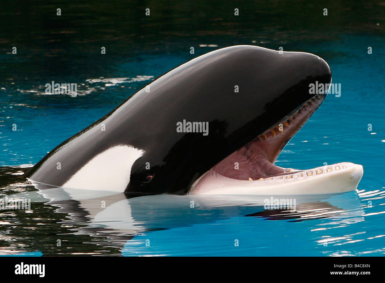 Killerwal Orca mit Mund zu öffnen, auf der Suche nach Nahrung Stockfoto