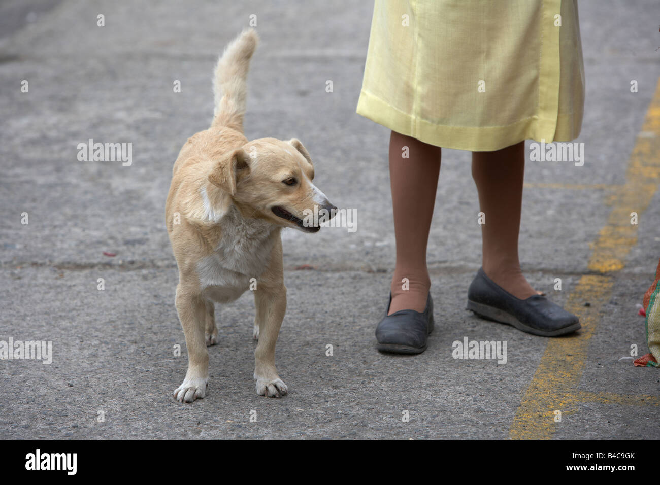 Frau und Hund, Saquisili Markt, Ecuador Stockfoto
