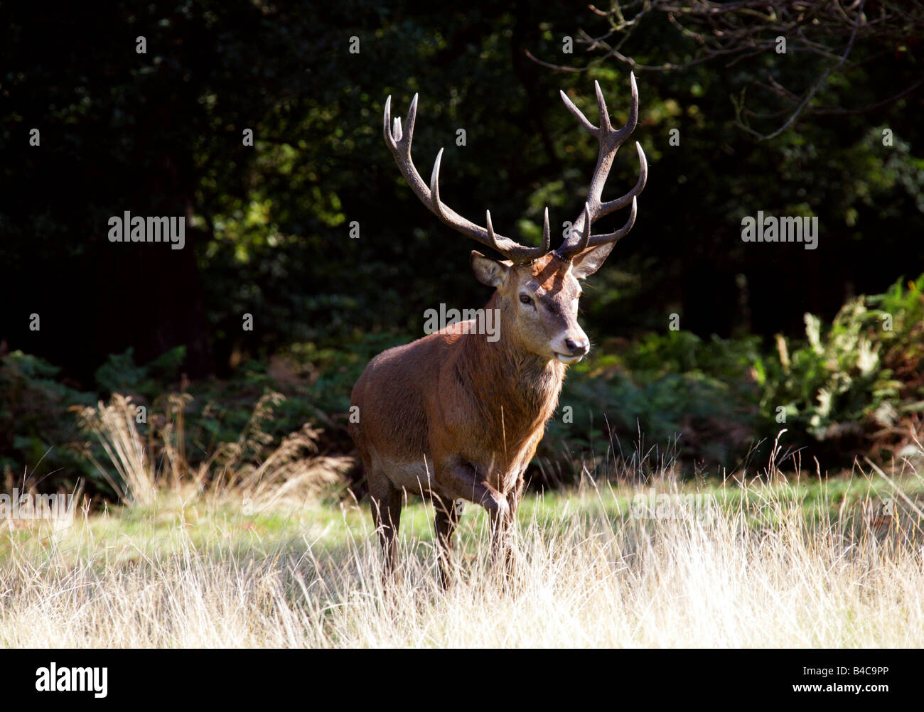 Red Deer Hirsch, Cervus elaphus Stockfoto