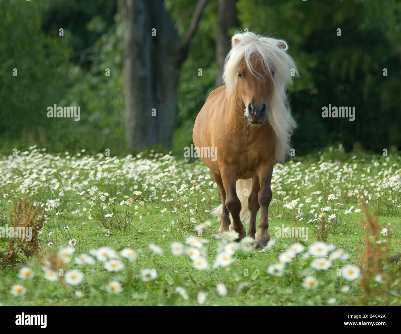 Miniature Horse Hengst im Bereich der Wildblumen Stockfoto