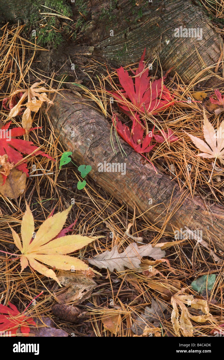 Gefallenes Ahorn palmatum Blätter zwischen Piniennadeln auf dem Waldboden im Herbst, Gloucestershire, England, Großbritannien Stockfoto