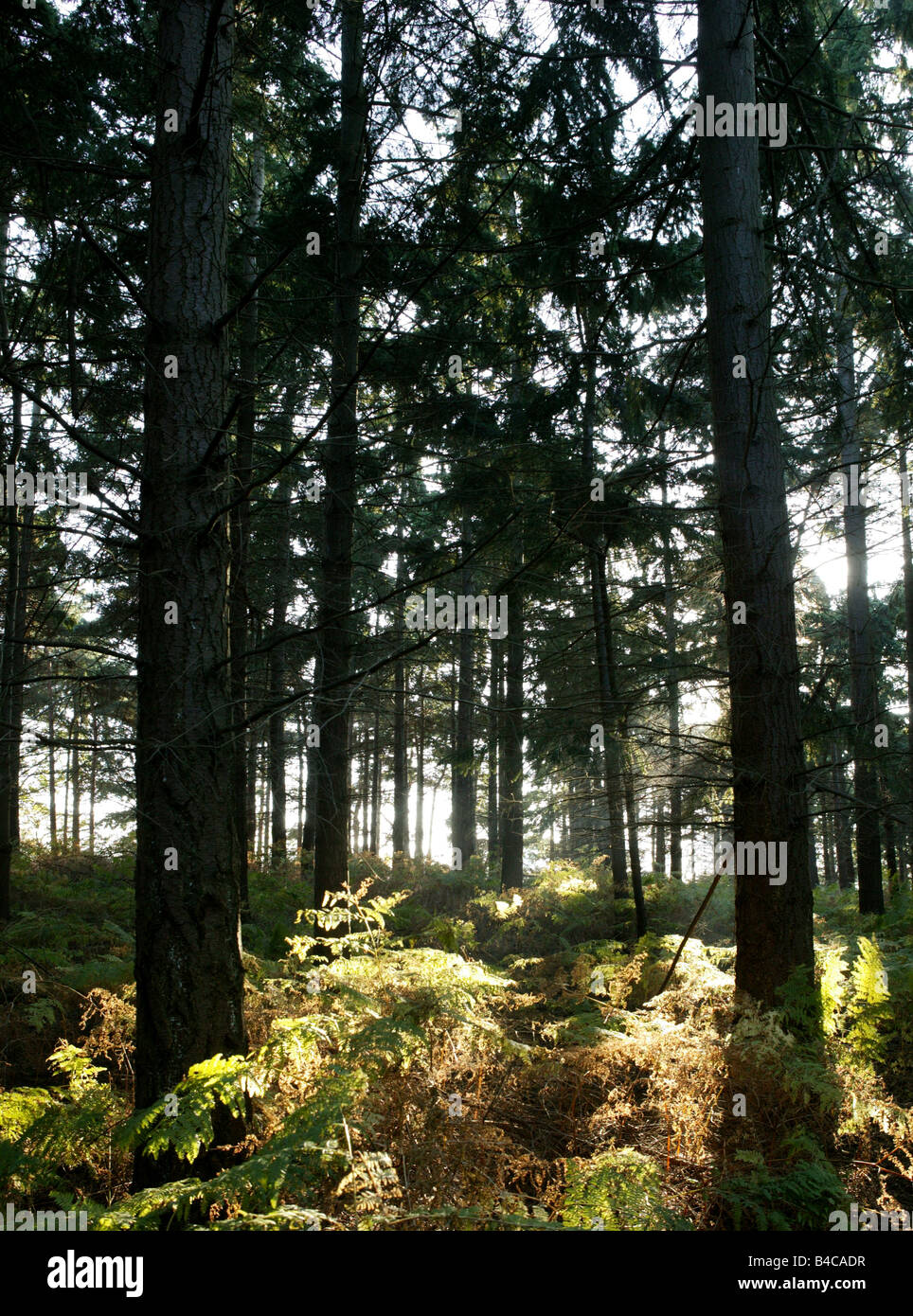 Sonne durch herbstliche Wälder bieten magische Konzepte Stockfoto
