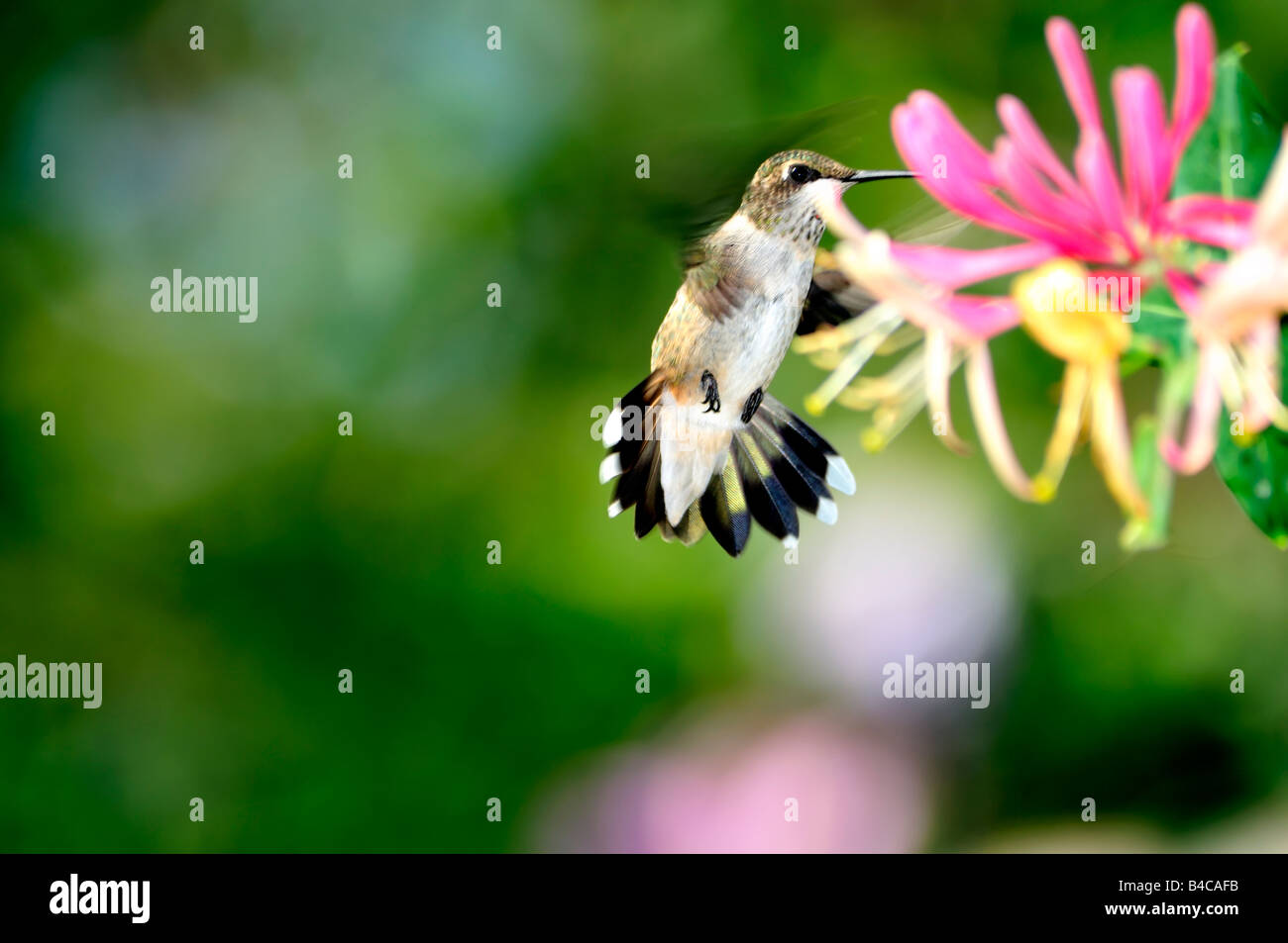 Eine unreife männliche Ruby throated Kolibri, Archilochos Colubris, schweben und ernähren sich von Goldflame Geißblatt, Lonicera Heckrottii in Oklahoma, USA. Stockfoto