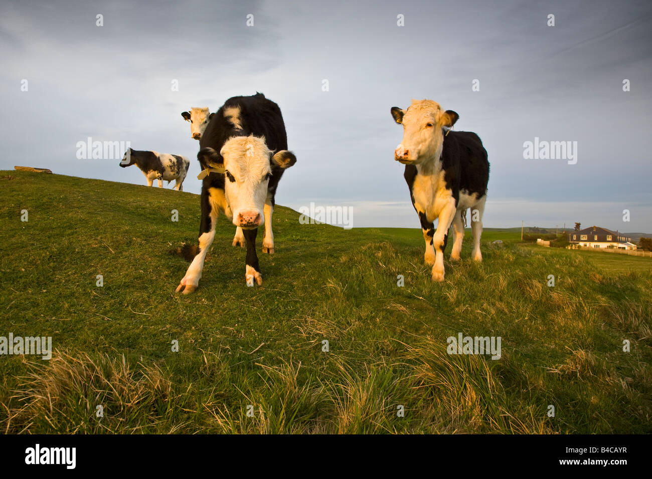 Eine Herde Kühe stehend auf einem Hügel am späten Nachmittag. Burton Bradstock, Dorset England Great Britain UK 2008 Stockfoto