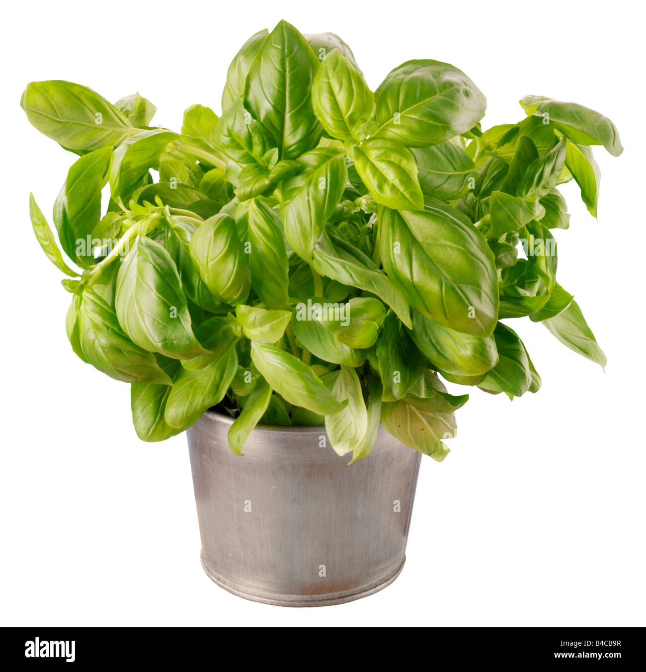 BASILIKUM-KRÄUTER-ANLAGE Stockfoto