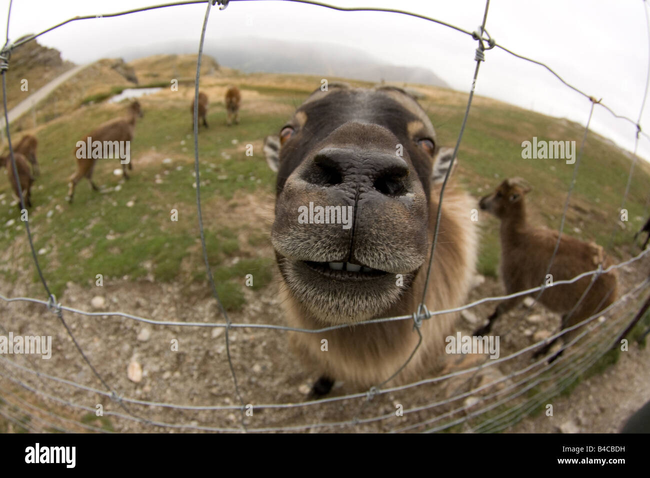 Nase von einer Himalaya-Tahr Hemitragus Jemlahicus, Blick durch einen Zaun Stockfoto