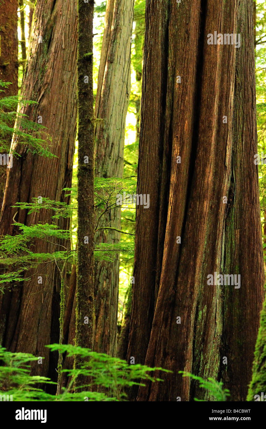 Western Redcedar (Thuja Plicata), Haida Gwaii, BC, 2008 Stockfoto