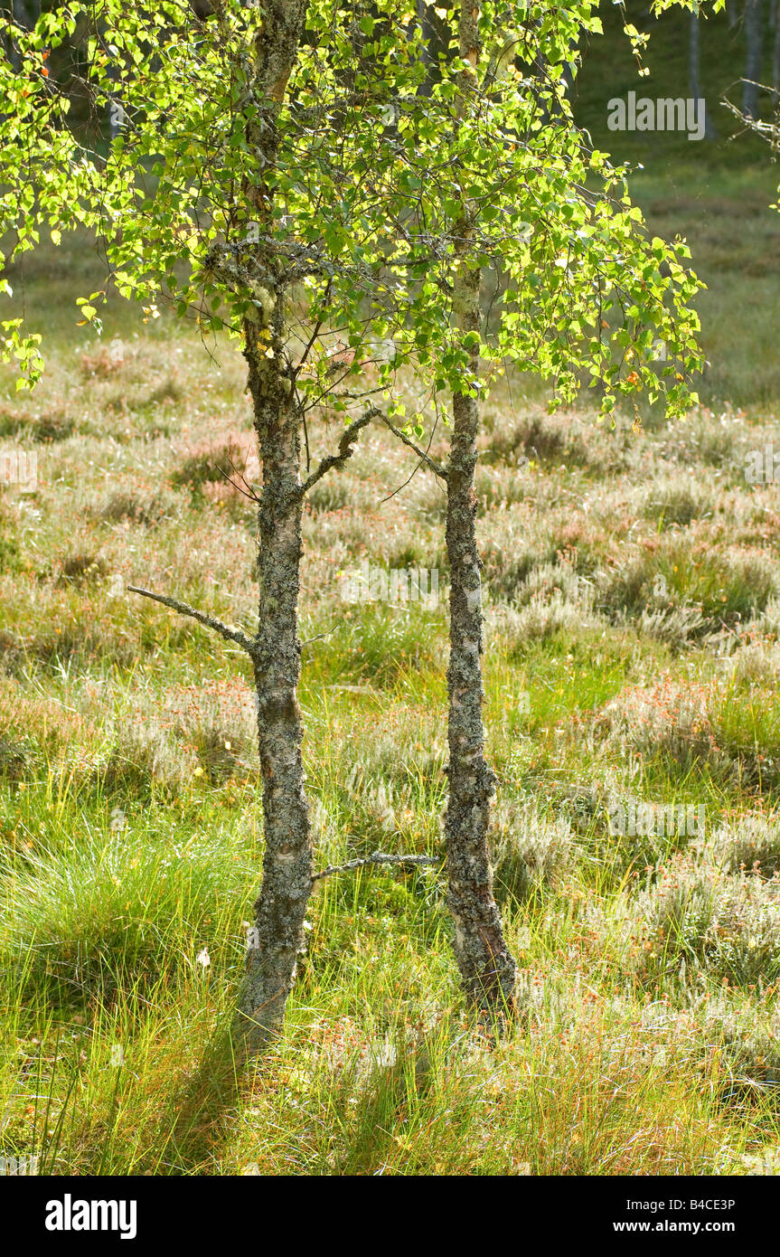 Salping Birken auf ein Highland Heather Moor Stockfoto