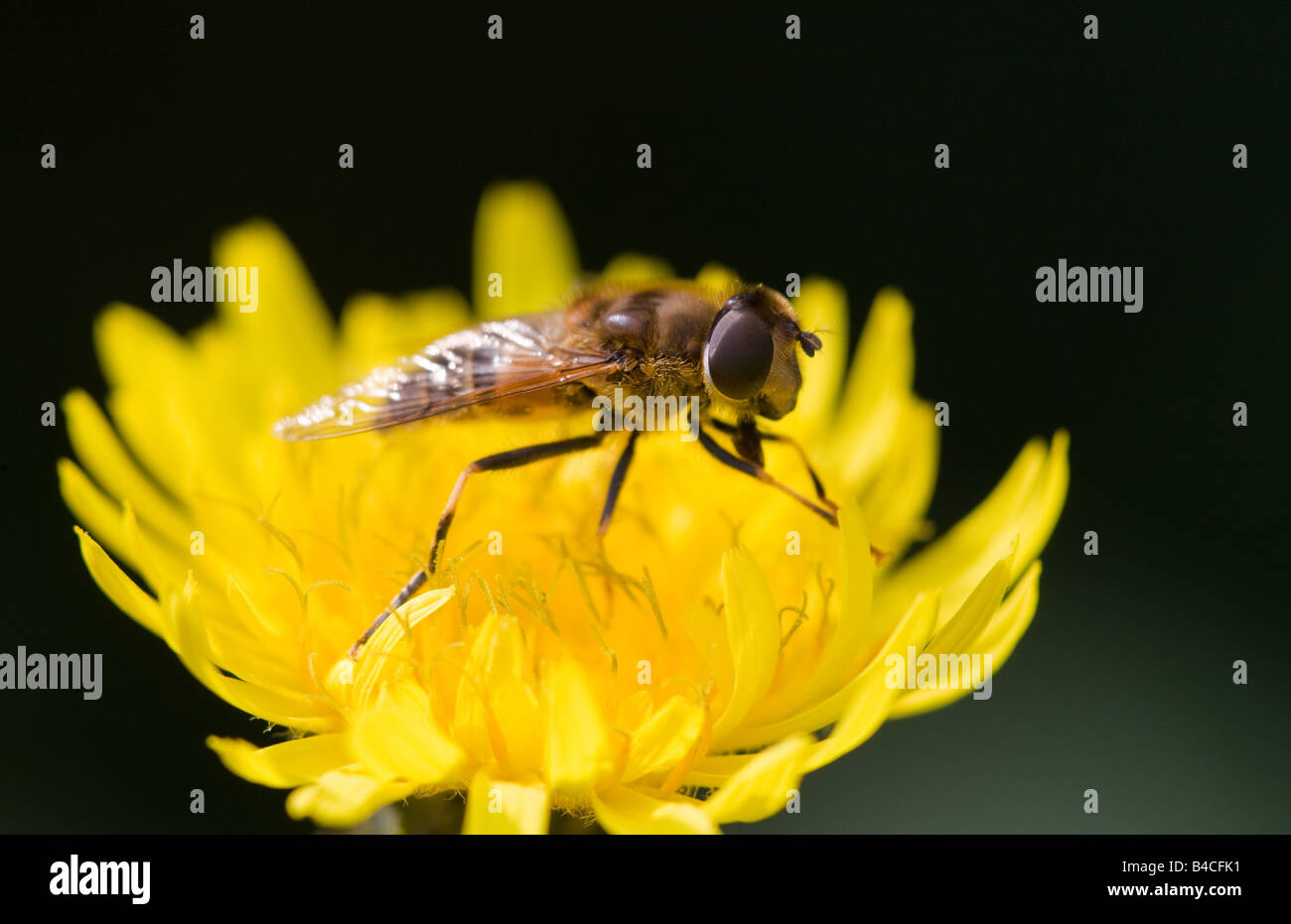 Hoverfly Eristalis Pertinax auf eine Mais Sow-Distel Blume Stockfoto