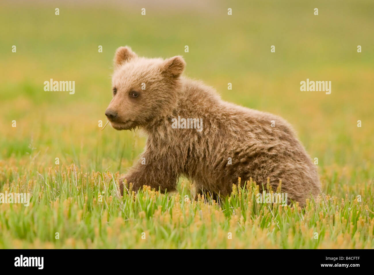 Alaskan Braunbären aka Grizzly Bären in ihrer natürlichen Umgebung in Alaska Cub spielt in einer Wiese voller gelb ein Stockfoto