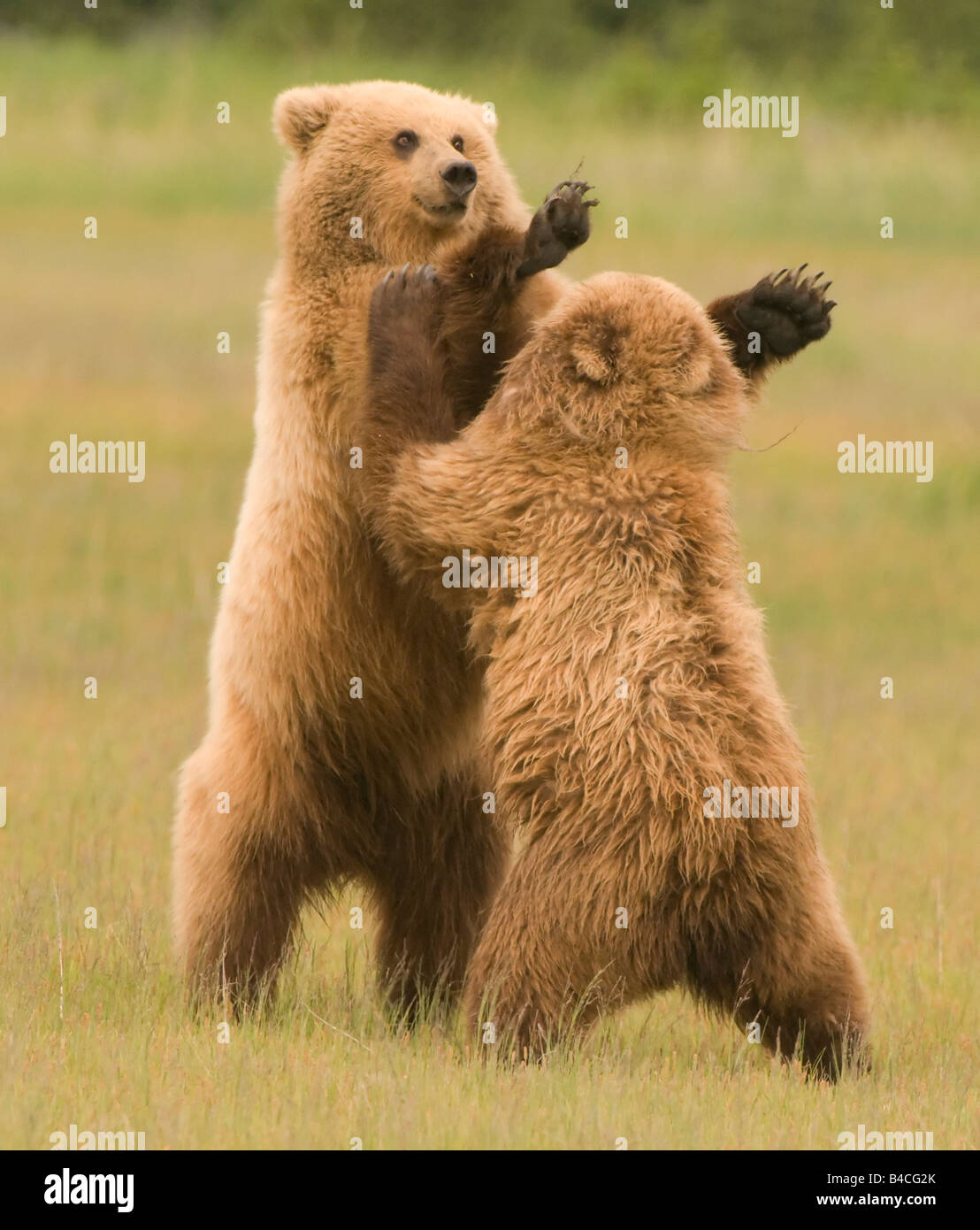 Alaskan Braunbären aka Grizzly Bären in ihrer natürlichen Umgebung in Alaska Young trägt Ringen stehend auf einer Wiese Stockfoto