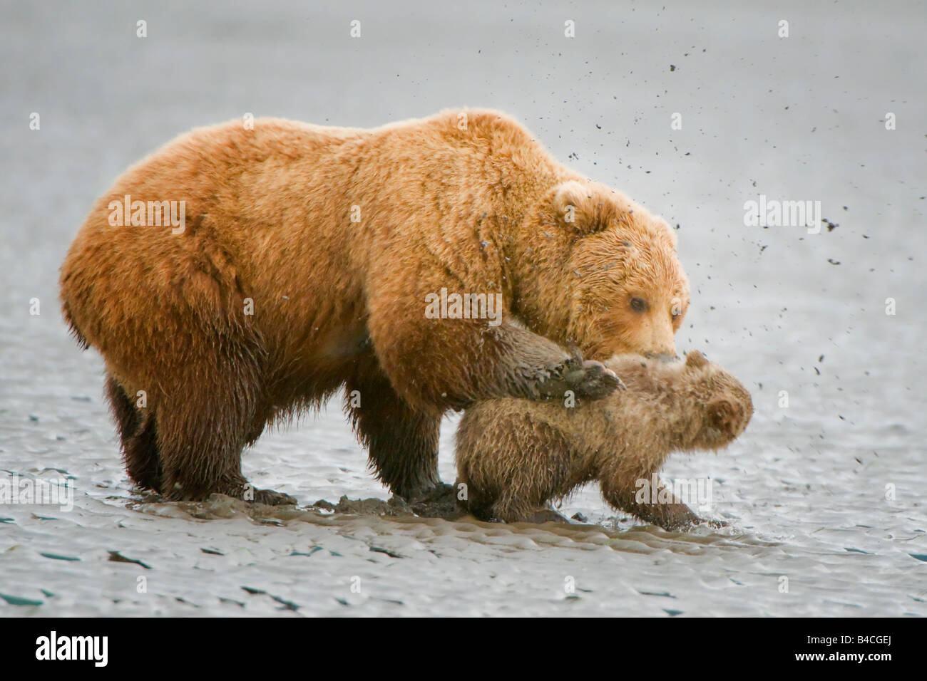Mutter Grizzly Bärenjunges Disziplinierung durch greifen und schütteln Stockfoto