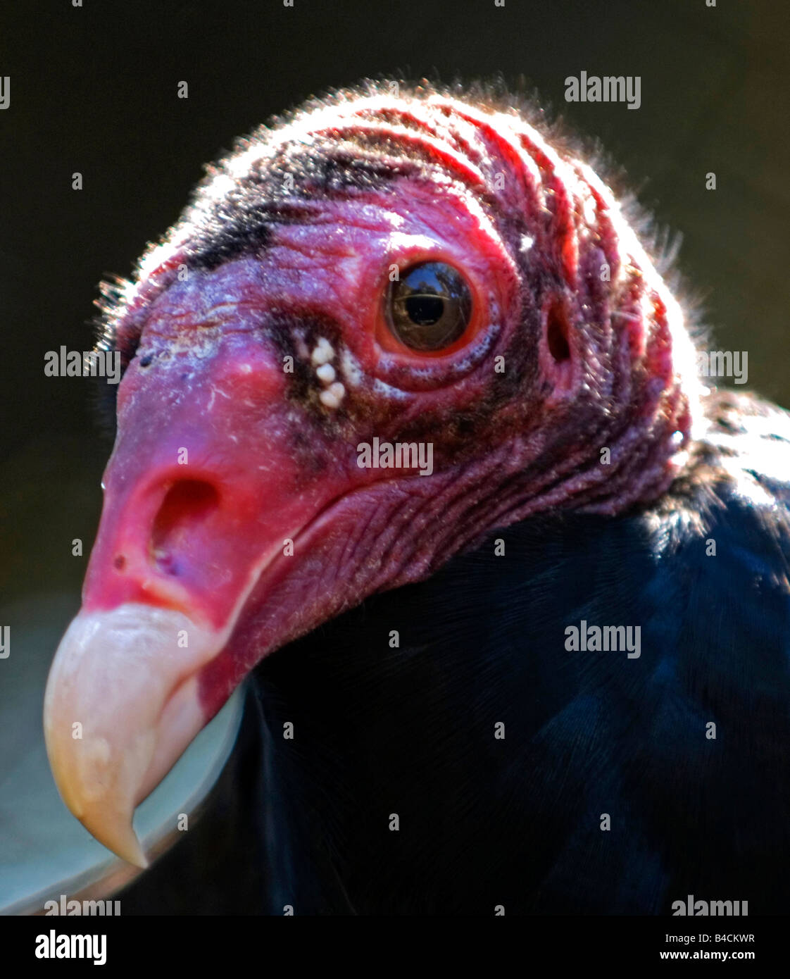 Türkei Vulture-Porträt Stockfoto