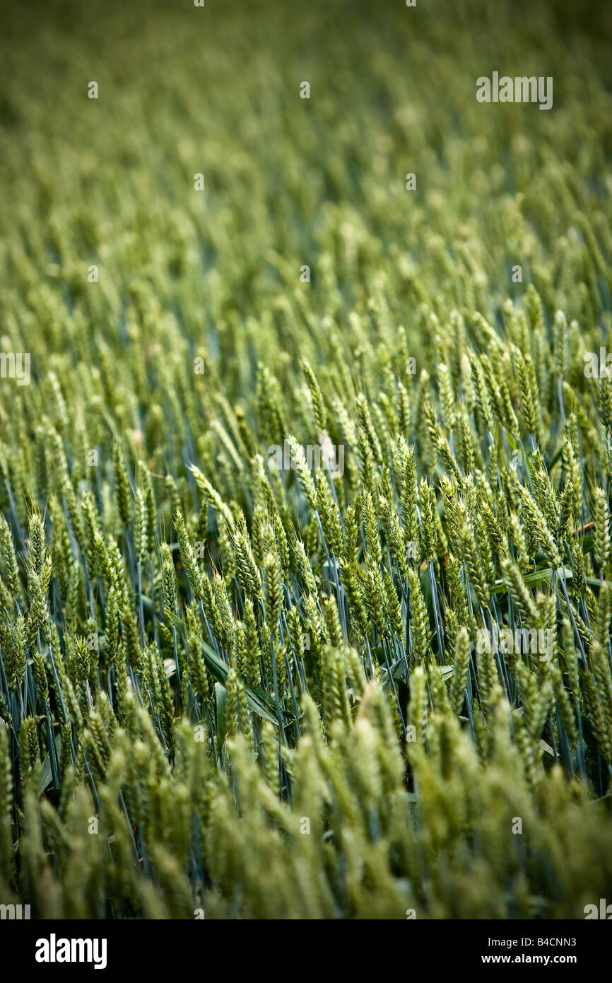 Detail von einem grünen Weizenfeld - flachen dof Stockfoto