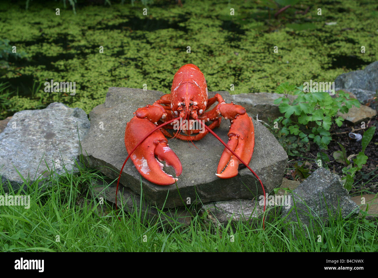 Homarus vulgaris Fotos und Bildmaterial in hoher Auflösung Alamy