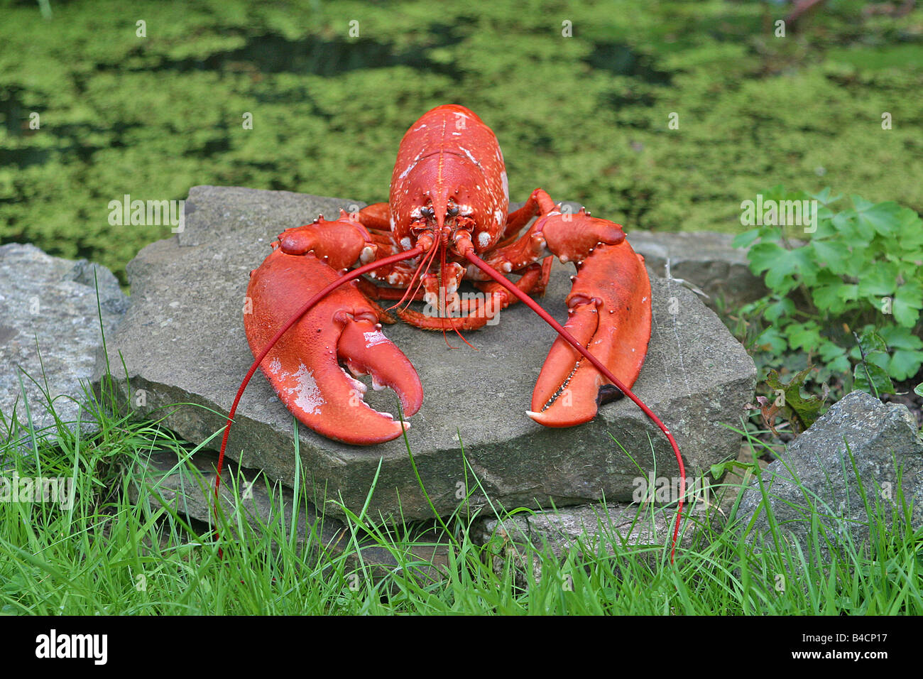 Gekochte rote Hummer auf Felsplatte Teich im Garten. Horizontal.45383
