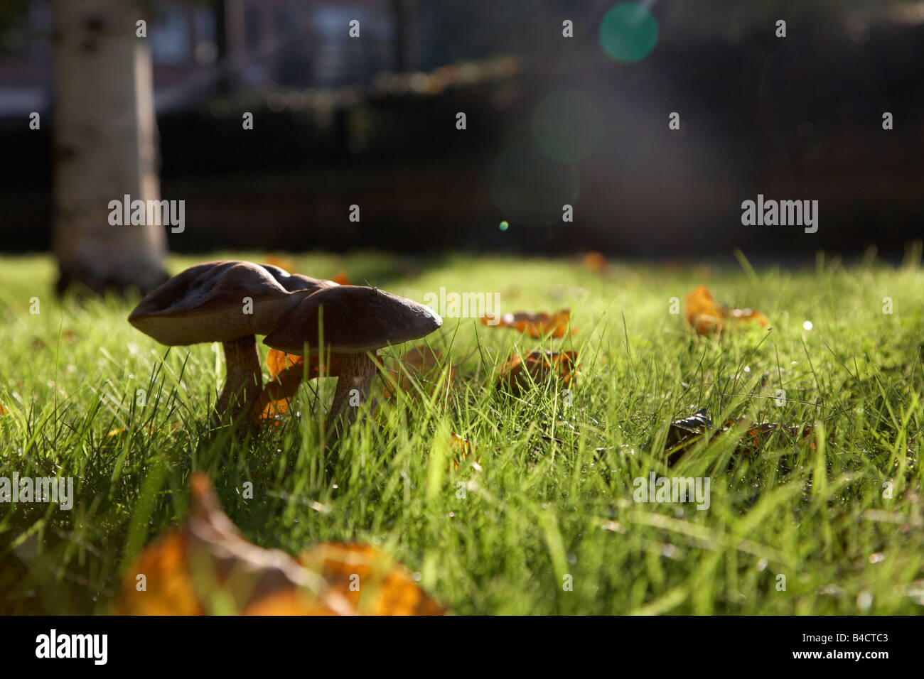 zwei wilde Bucht Bolete Xerocomus Badius Pilze wachsen auf Grünland in einem Herbstabend mit abgefallenen Blättern rund um Stockfoto