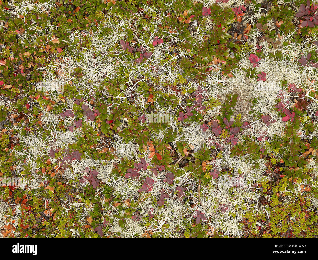 Farben des Herbstes über Rentier Moos, Nordisland, Myvatn, Island Stockfoto