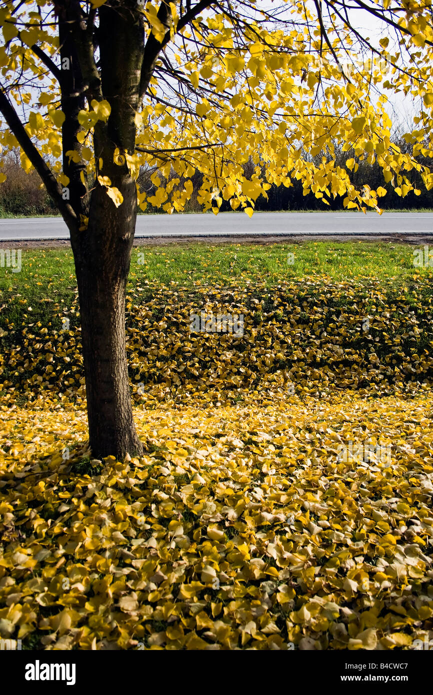 Blätter fallen vom Baum auf den Boden im Herbst Stockfoto