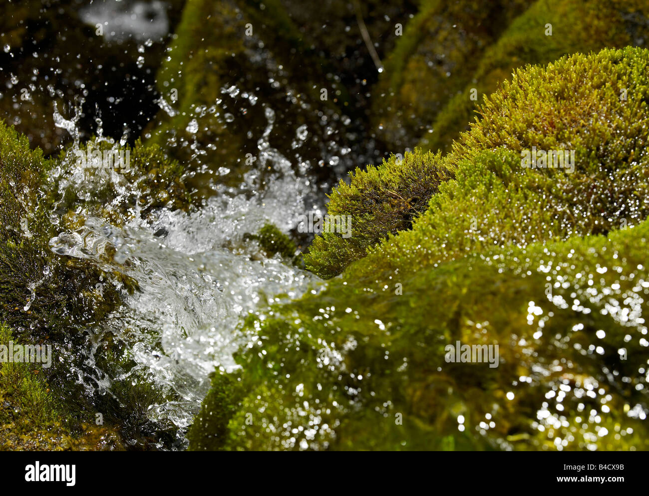 Frisches Trinkwasser Creek mit Moos, Island Stockfoto