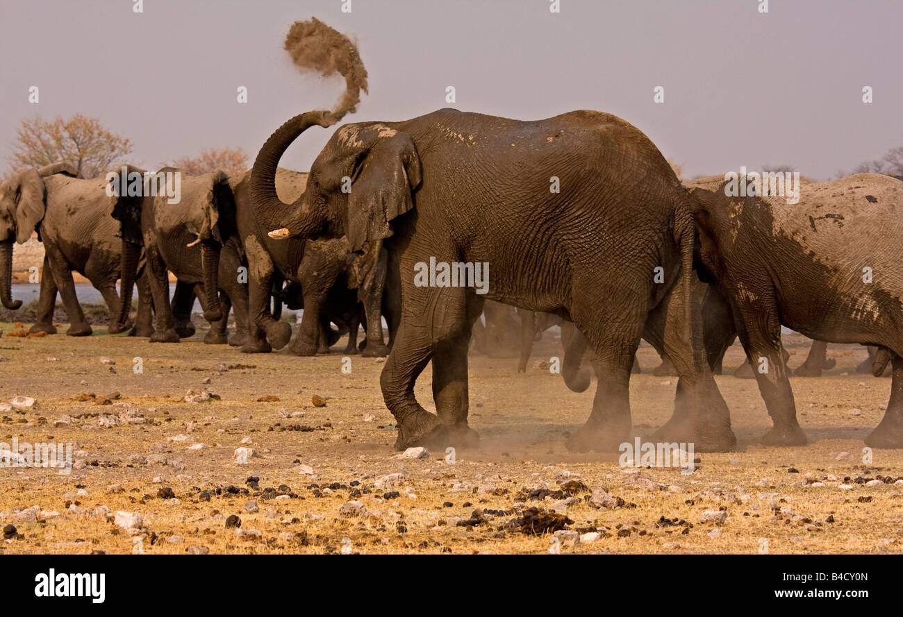 Elefantenherde Abkehr von einer kürzlich besuchten Wasserloch in Namibia, Afrika. Stockfoto