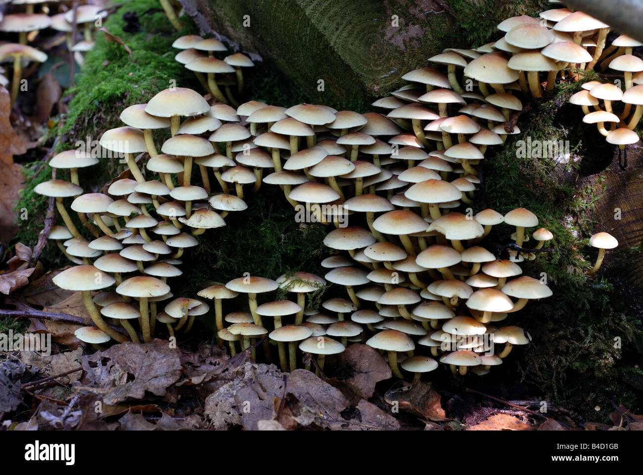 Sulphur Tuft Pilze Grünblättriger Fasiculare im Wald Warwickshire UK Stockfoto