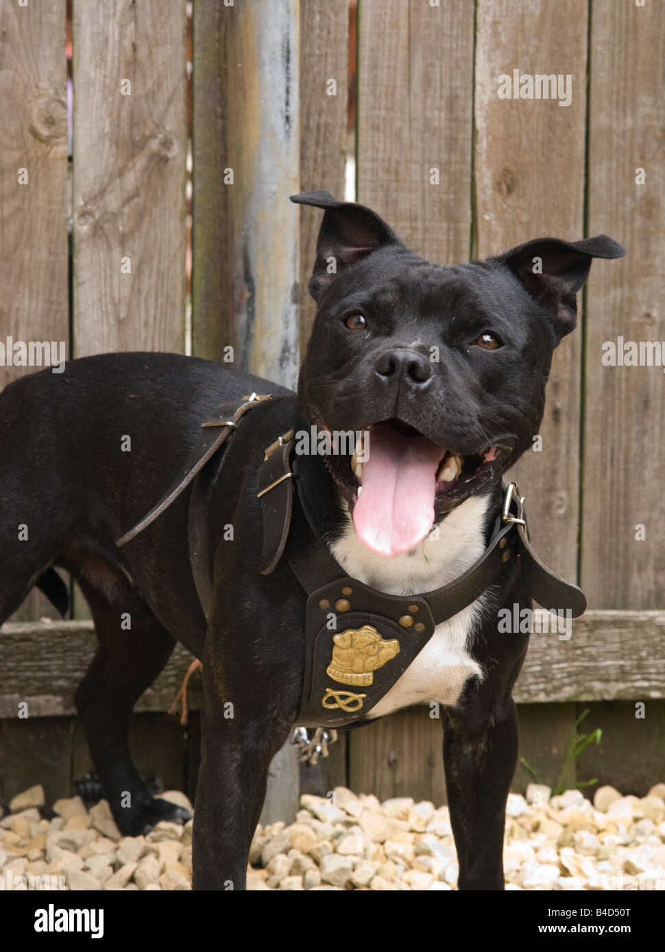 Staffordshire Bull Terrier, Hund, Personal, staffy, Stockfoto