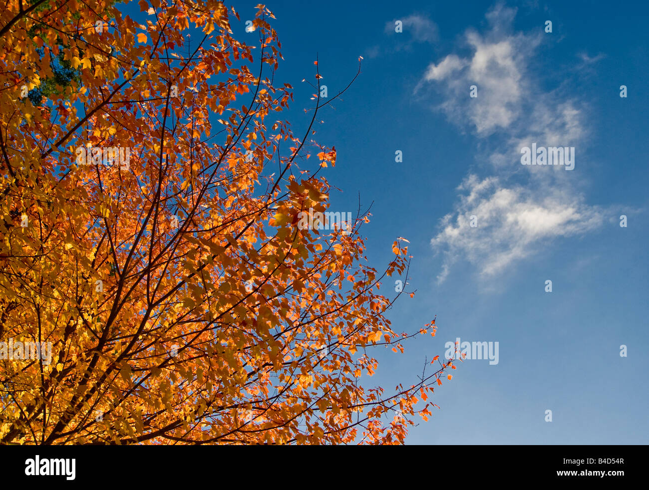 Die leuchtenden Farben von einer kalten Seattle Herbsttag, schillernde orange und goldenen Blätter gegen einen blauen Himmel und Strähnen von Cloud. Stockfoto