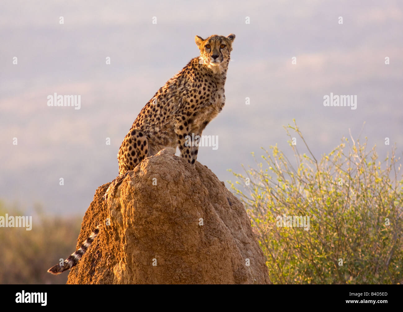 Gepard ruht auf Felsen Hügel, Etosha, Namibia. Stockfoto