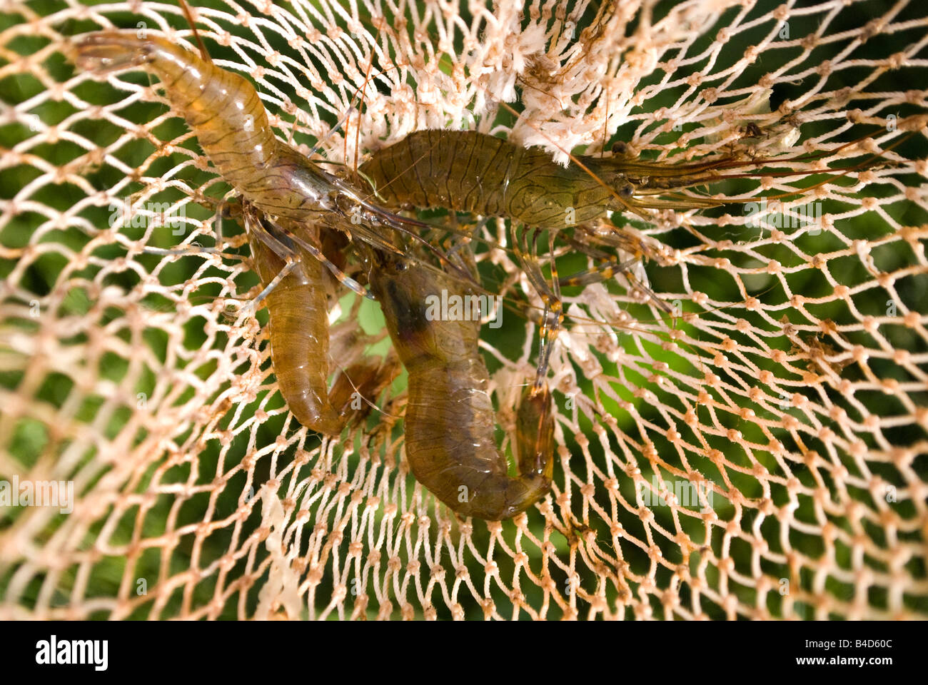 Garnelen in einem Netz gefangen Stockfoto