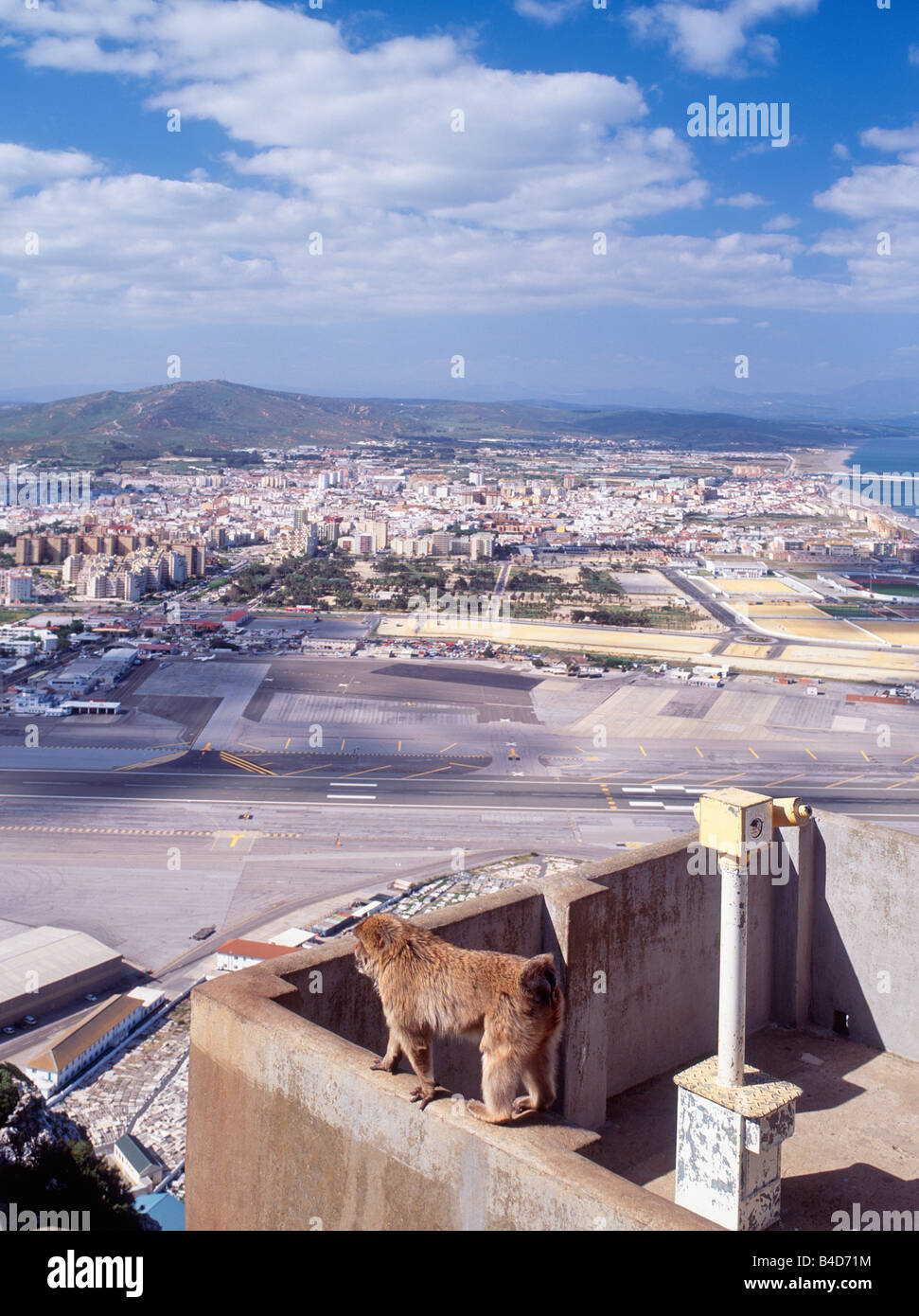 SPANIEN ANDALUSIEN CADIZ PROVINZ AFFEN AM FELSEN VON GIBRALTAR Stockfoto