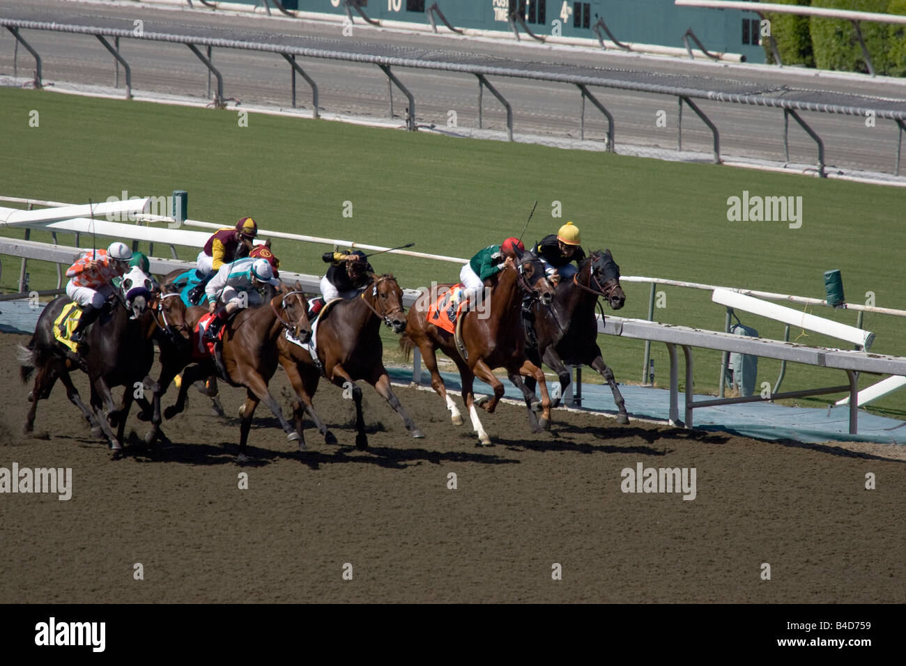 Sechs Pferde in der Heimstrecke Stockfoto