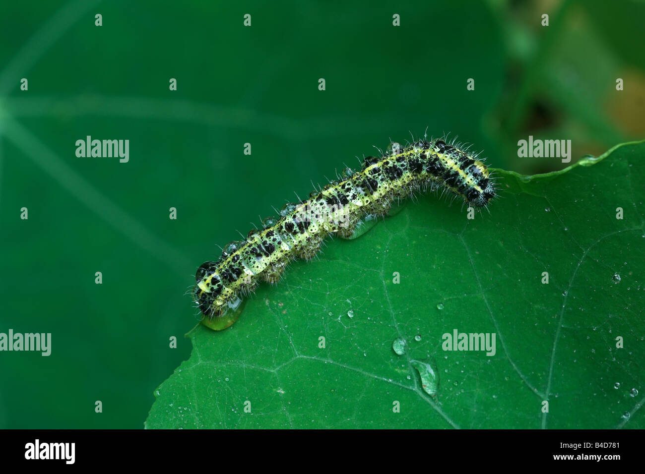 Große weiße Raupe Pieris Brasicae auf Kapuzinerkresse Blatt. UK