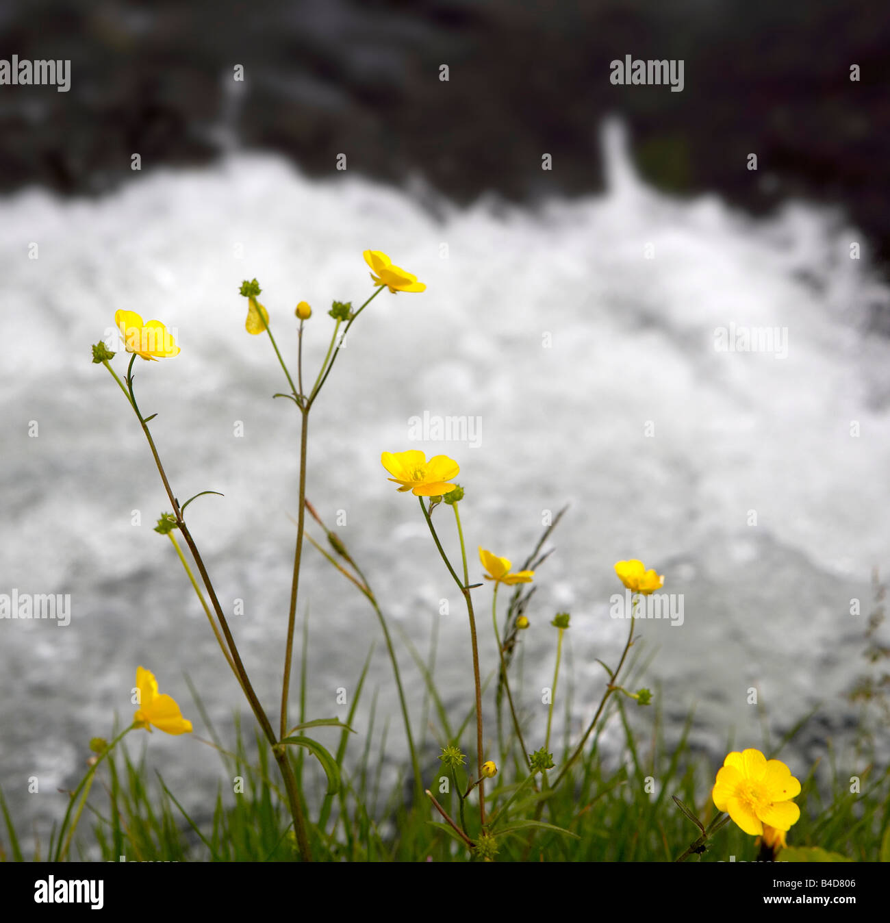 Wilde Butterblumen mit Laxa River in Hintergrund, See Myvatn, Nordisland Stockfoto