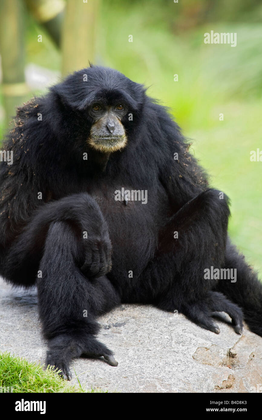 Gibbon - Siamang (Symphalangus Syndactylus) Stockfoto