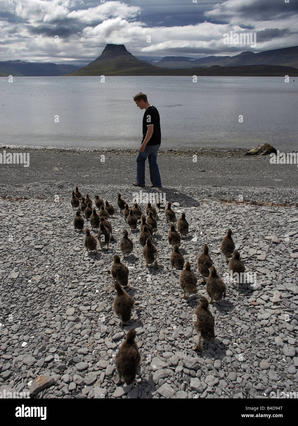 Eider Enten nach Boy am Strand, Insel Vigur, Westfjorde Islands Stockfoto