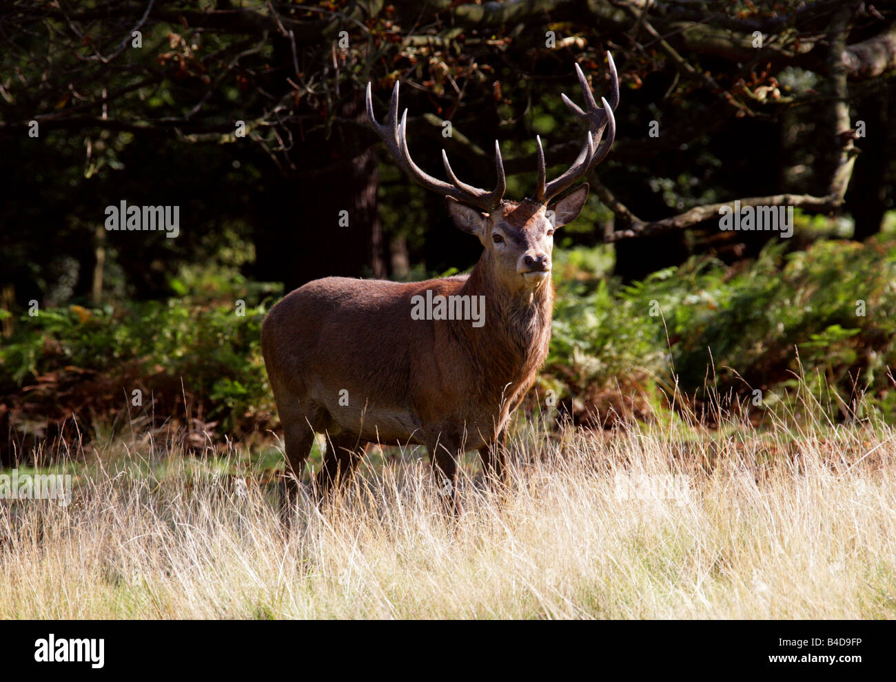 Red Deer Hirsch, Cervus elaphus Stockfoto