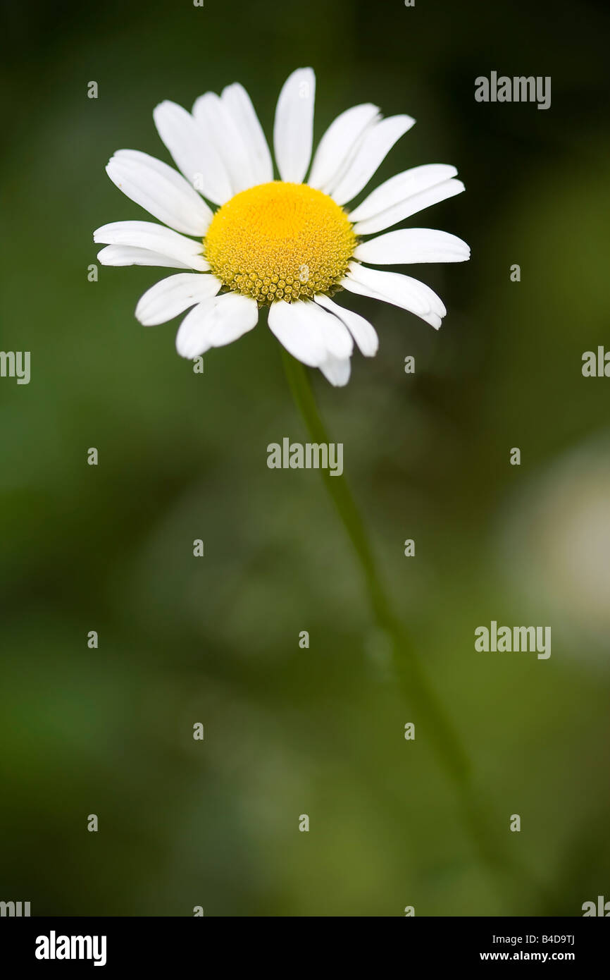 Einzelne Daisy in einem Garten Stockfoto