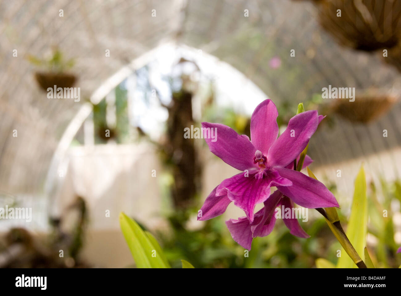 Nahaufnahme von Orchidee Miltonia Spectabilis wächst in einem 18. Jahrhundert Gewächshaus im Botanischen Garten in Valencia Stockfoto