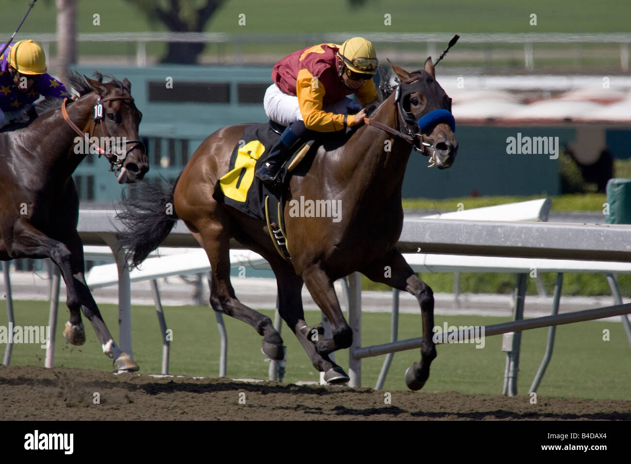 Zwei Pferde in Home Stretch Nahaufnahme Stockfoto